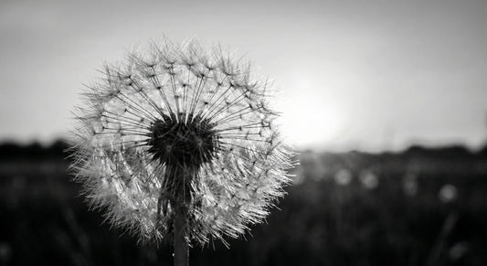 Black and white dandelion seed head symbolizing the 'Light Bone' archetype in Chinese Bone Weight Astrology. Visualizing soul density and karmic load - MINDNESS.